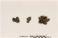 藏品(藍腹亞鈴孢衣)的圖片